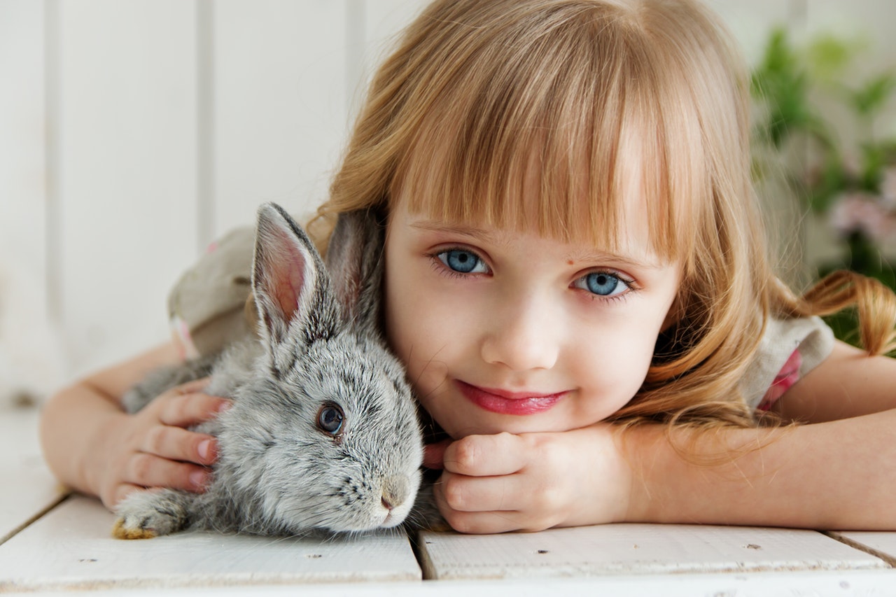 animal-encounter-rabit