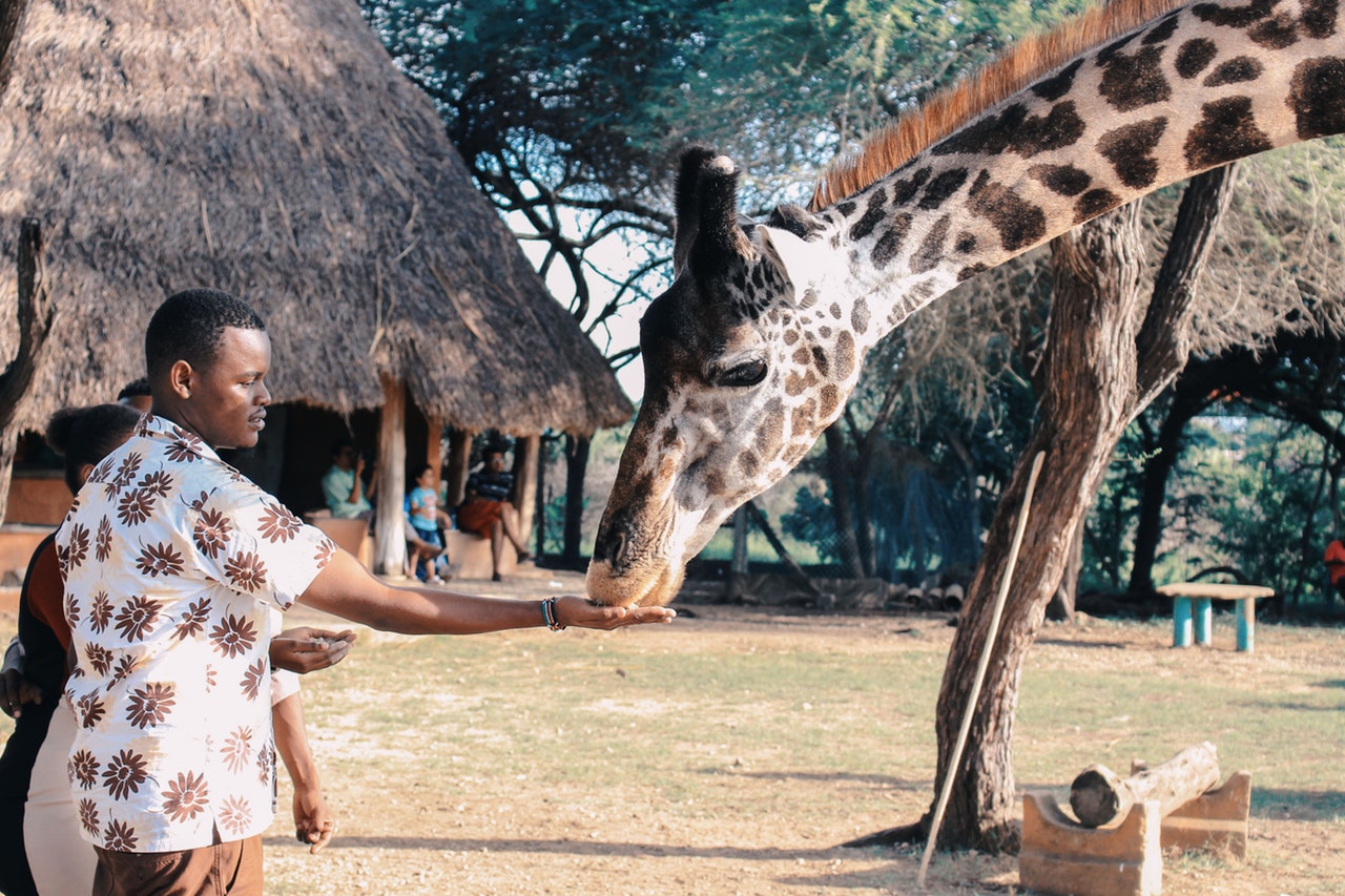 animal-encounter-giraffe